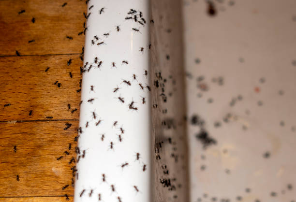 Best Ant Control Services  in Clementon, NJ