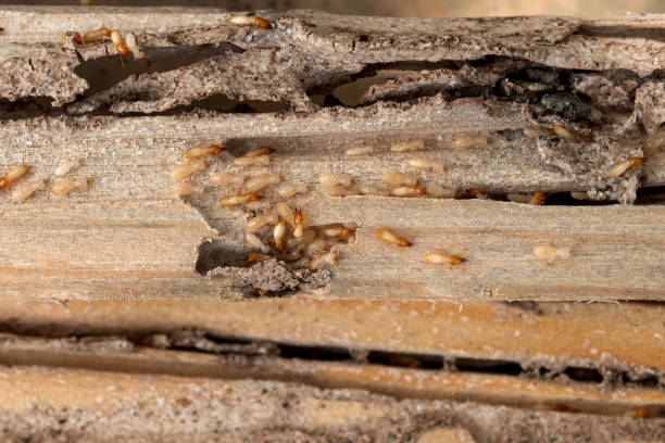 Best Pest Prevention Services  in Clementon, NJ